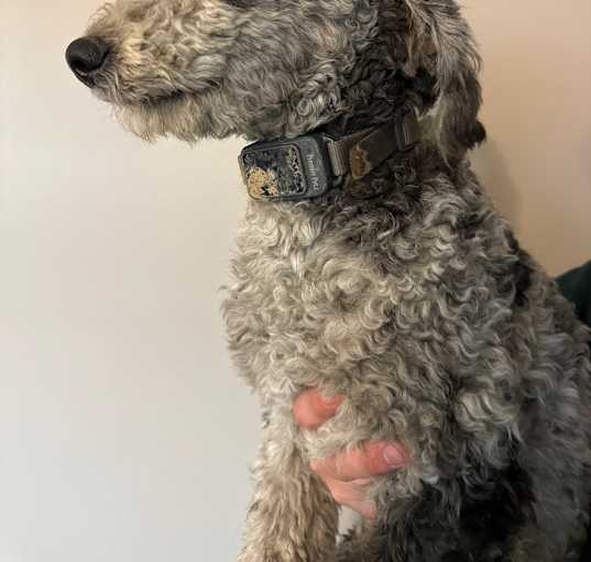 Photo of Rowdy