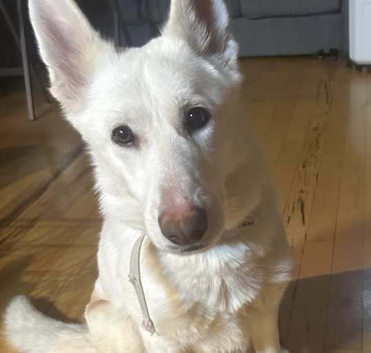Photo of Krypto