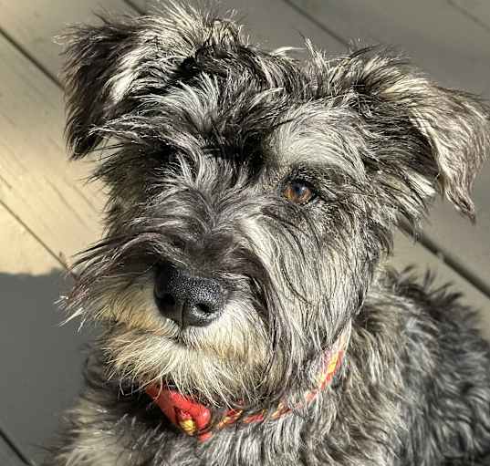Photo of Duke