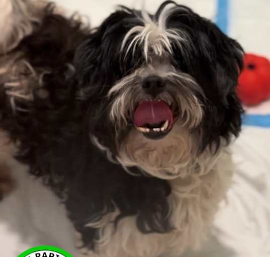 Photo of Max
