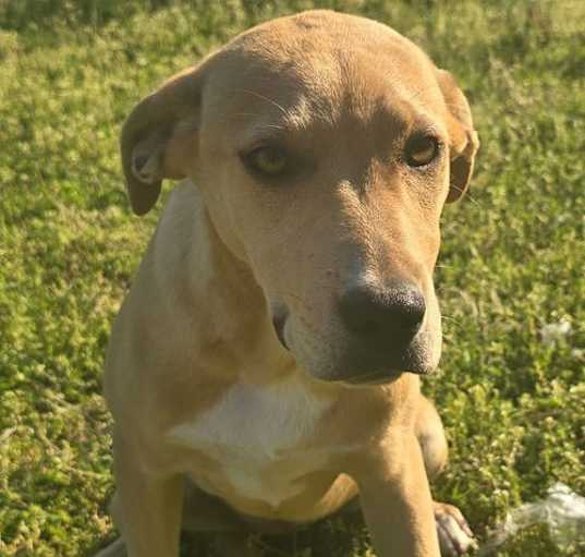 Photo of Honey