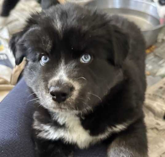 Photo of Cubby