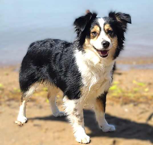 Photo of Rona
