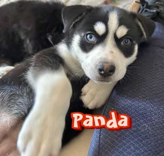 Photo of Panda