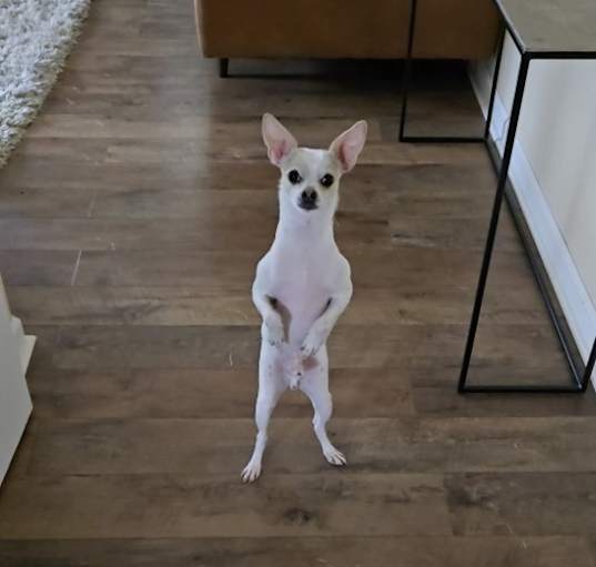 Photo of Romeo