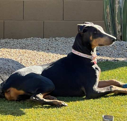 Photo of VIOLET