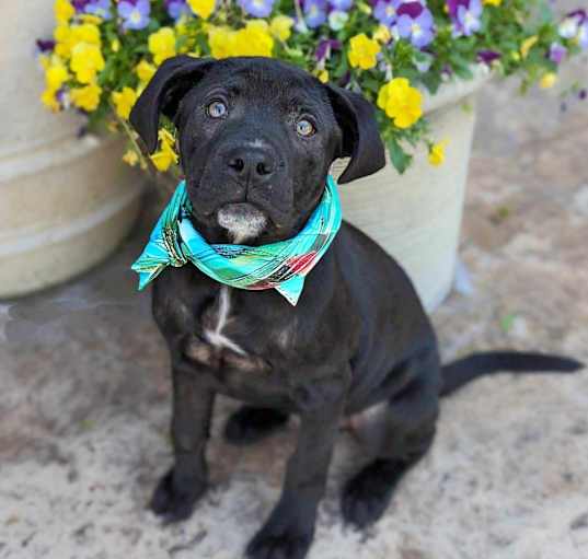Photo of Gumbo
