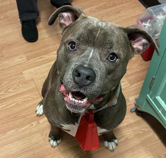 Photo of Dasher