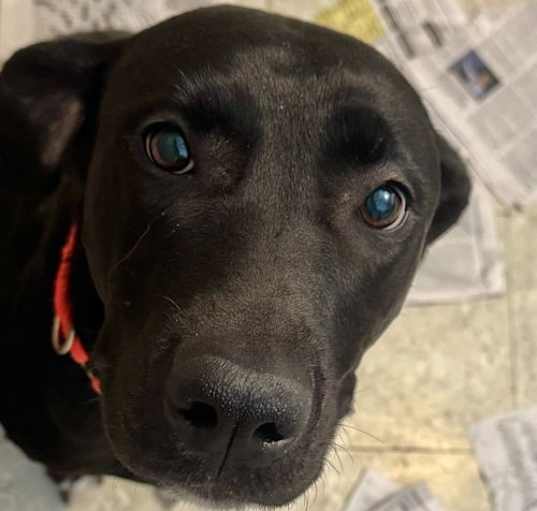 Photo of Ember