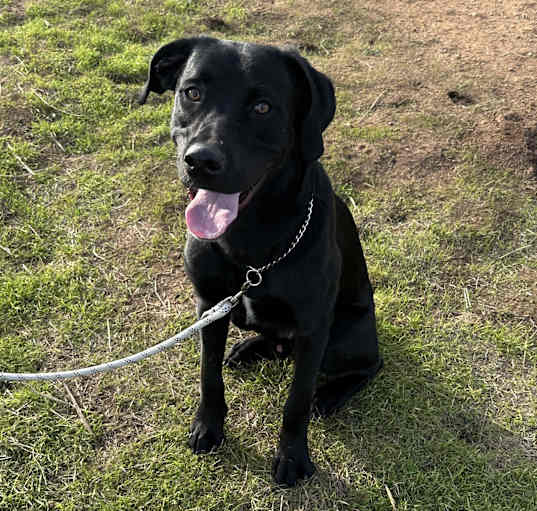 Photo of Sammy