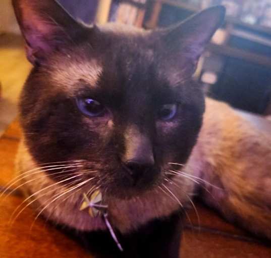 Photo of Goose
