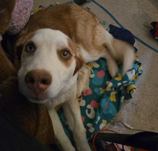 Photo of Bandit