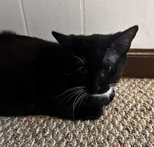 Photo of Whiskey