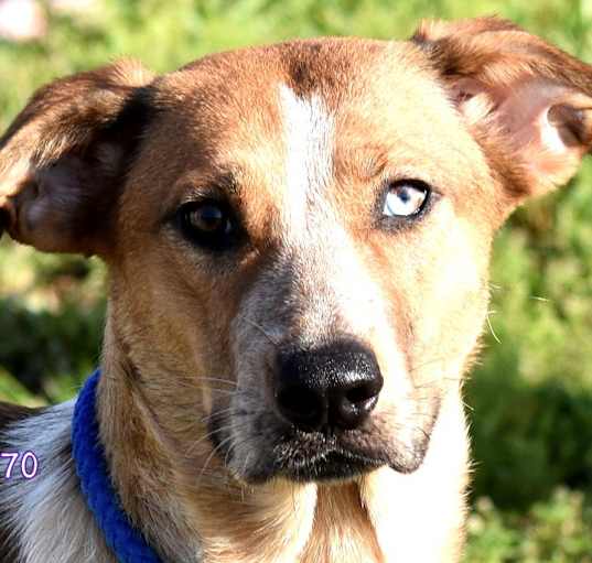 Photo of Nalla