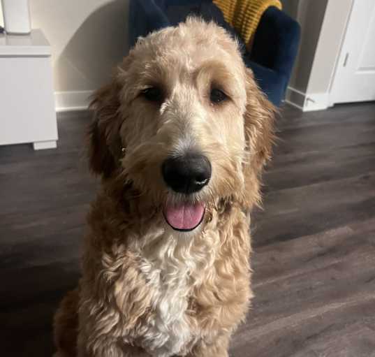 Photo of Rex