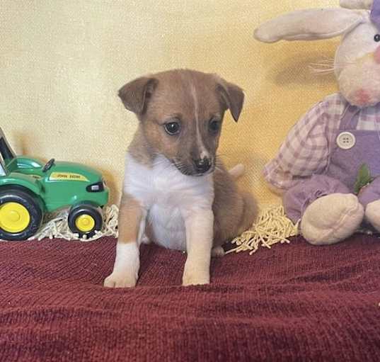 Photo of Checkers