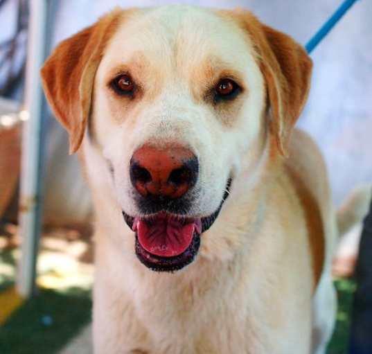 Photo of Prancer