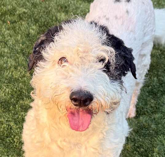 Photo of URGENT! SHELTER IS FULL