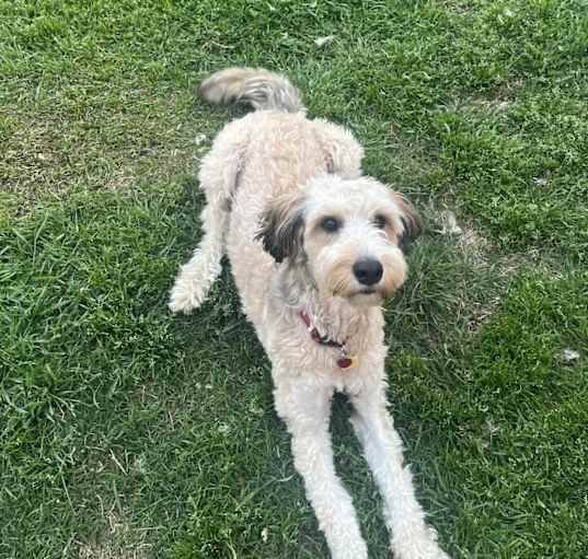 Photo of Finn