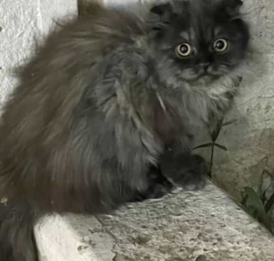 Photo of Clyde
