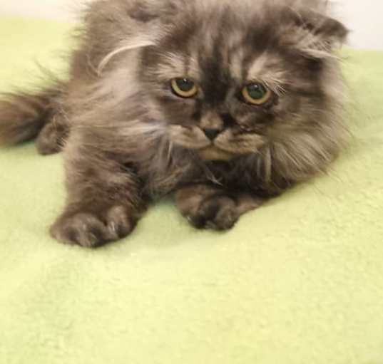 Photo of Bonnie