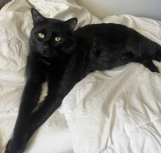Photo of Sabo