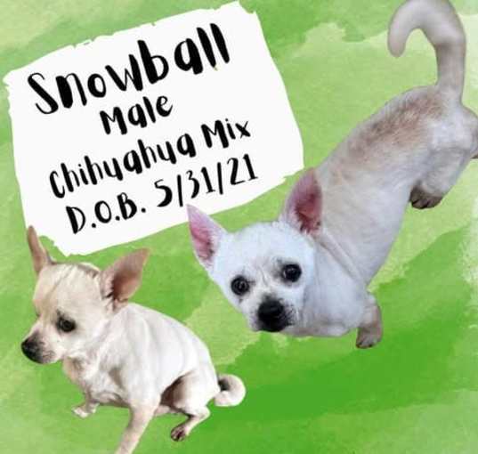 Photo of Snowball