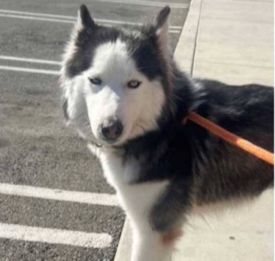 Photo of Blossom