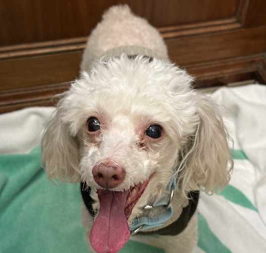 Photo of Lucky
