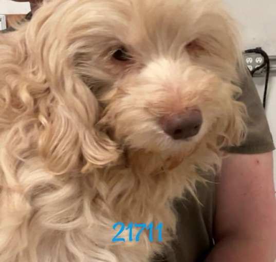 Photo of Benji