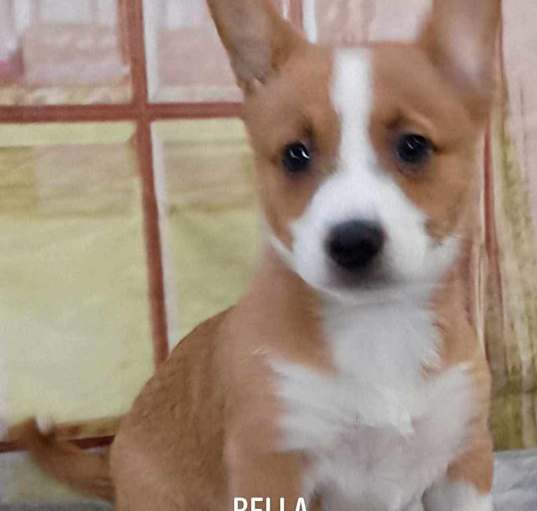 Photo of Bella