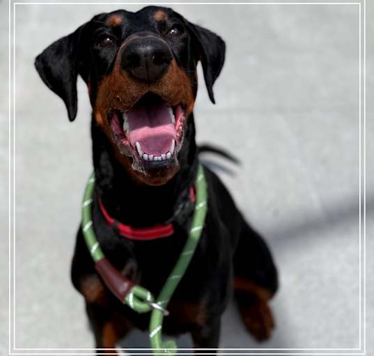 Photo of JUNIPER