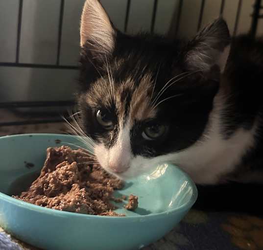 Photo of Anise
