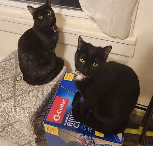 Photo of Binx and Blaire
