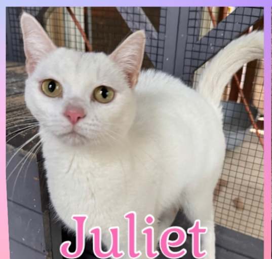 Photo of Juliet