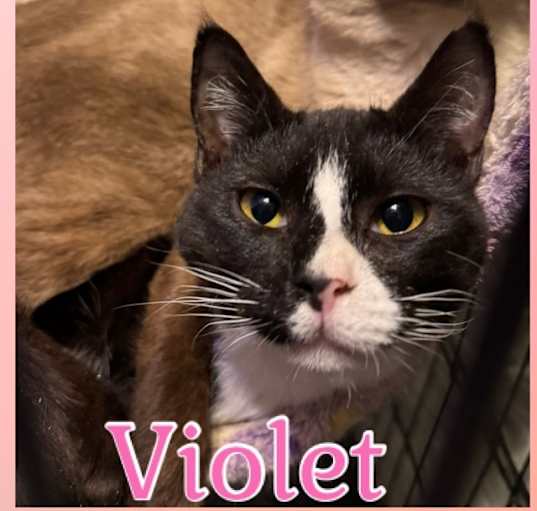 Photo of Violet