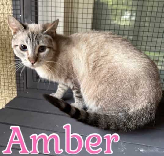 Photo of Amber
