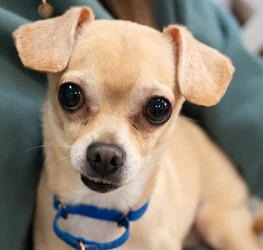 Photo of Tater