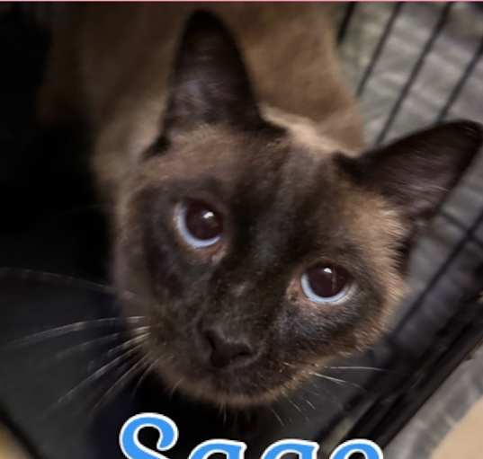 Photo of Sage