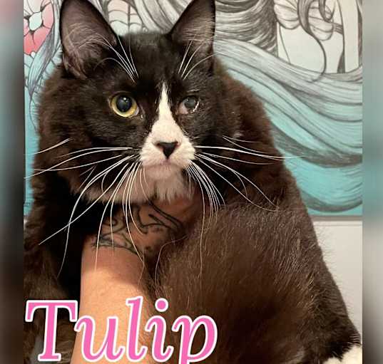 Photo of Tulip
