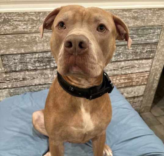 Photo of Brutus