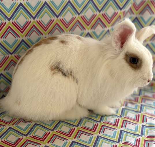 Photo of Rosie