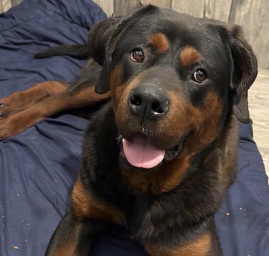 Photo of Samson