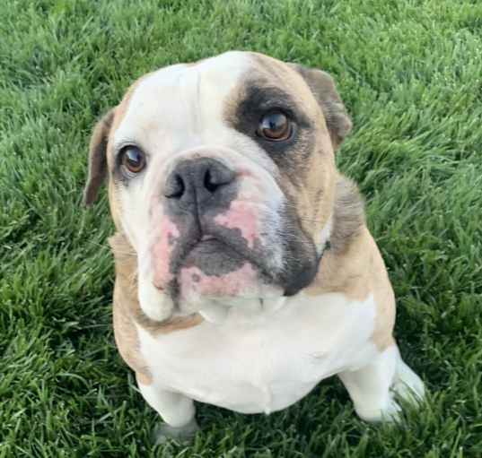 Photo of Oliver