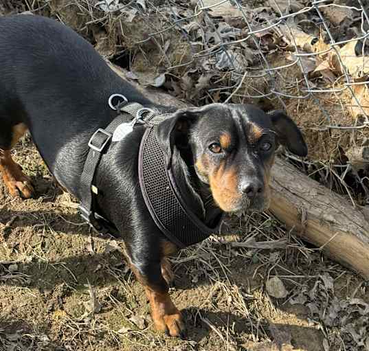 Photo of Rusty