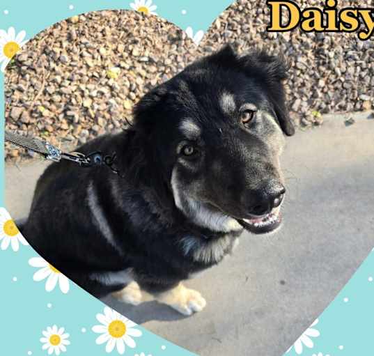 Photo of Daisy