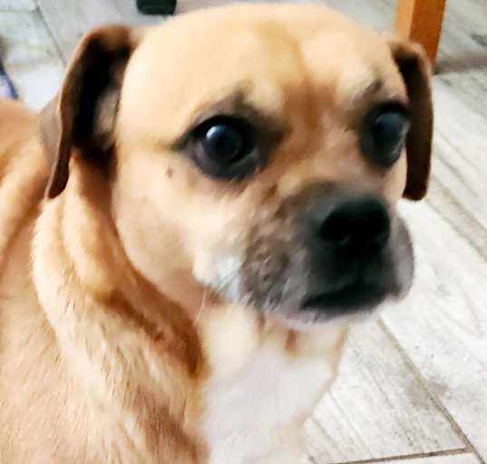 Photo of Toby