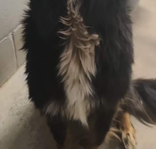 Photo of Chance