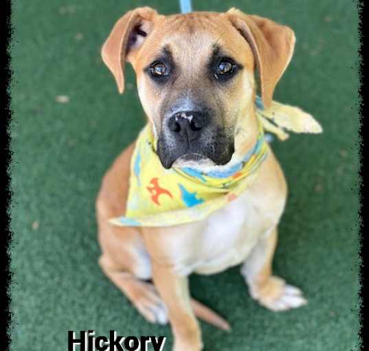 Photo of HICKORY