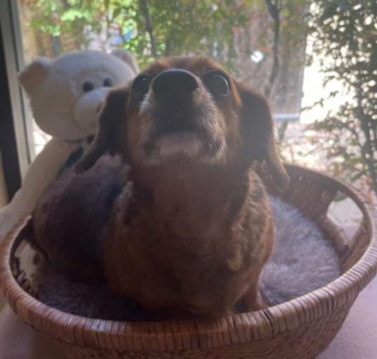 Photo of Bailey (BONDED W/JOLENE)